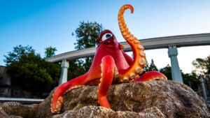 Finding Nemo Submarine Voyage reabre dia 25 de julho no Disneyland Park