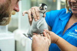 Primeira fêmea de pinguim-imperador nasce no SeaWorld San Diego em mais de uma década