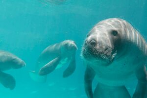 Fundo de Conservação do SeaWorld faz doação milionária para ajudar a salvar peixes-boi no mundo