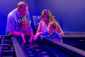 “Jewels of the Sea: The Jellyfish Experience” será aberta em 15 de março no SeaWorld San Diego