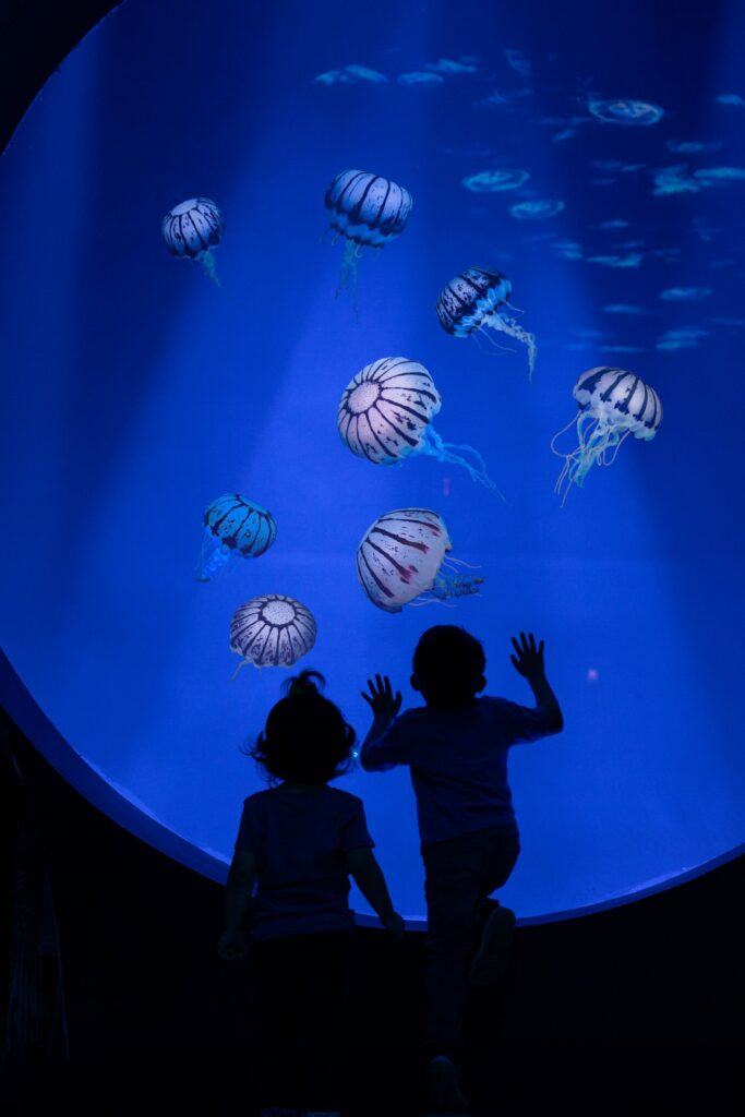 24 swc jewelsofthesea kid 2 seaworld san diego jpg