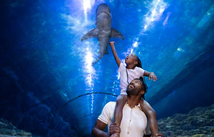 Shark Encounter - SeaWorld San Diego
