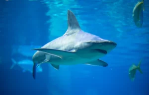 SeaWorld San Diego reinventa atração com tubarões e lança experiência imersiva inédita em maio