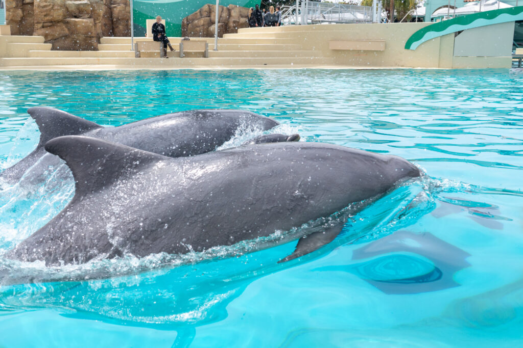 Filhote de Golfinho - Seaworld San Diego