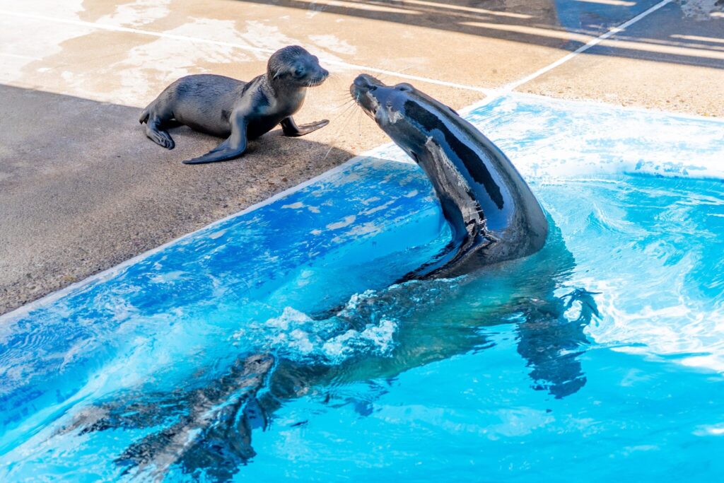 Flhote de Leão-Marinho - Seaworld San Diego