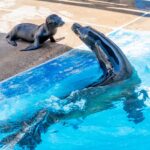 SeaWorld San Diego celebra nascimento de filhotes de golfinho e leão-marinho e reforça ações de conservação