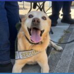 Benny se aposenta após seis anos como cão de segurança no Disneyland Resort