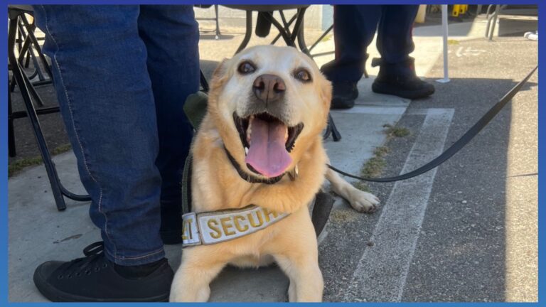 Benny se aposenta após seis anos como cão de segurança no Disneyland Resort